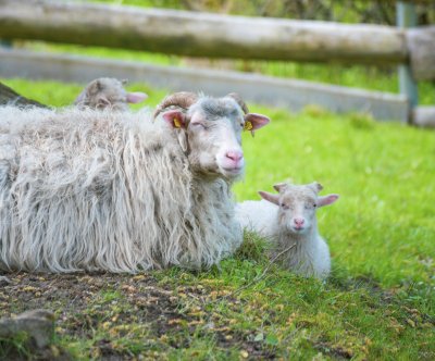 Tiergehege Hasseldieksdamm